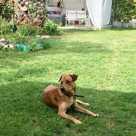 Port Pet Friendly Gasthof Limenas (Thasos)