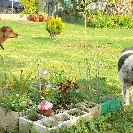 Port Pet Friendly 3* Limenas (Thasos)