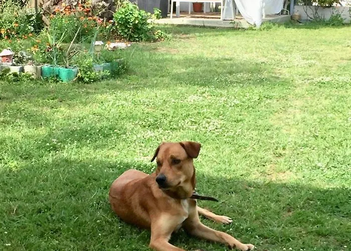 Port Pet Friendly Vendégház Liménasz