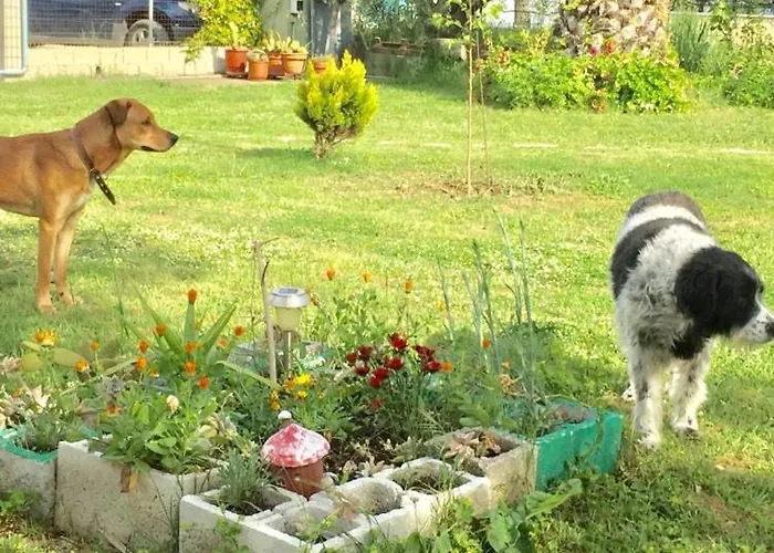 Port Pet Friendly 3* Liménasz