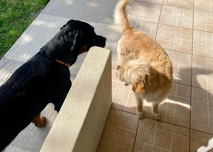 Port Pet Friendly Liménasz